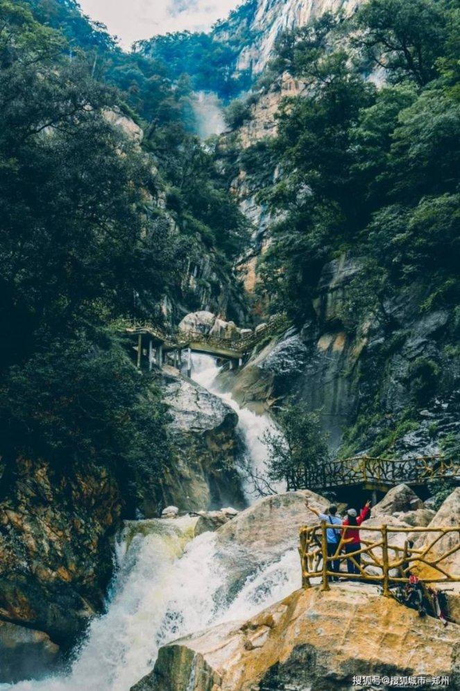 可爱小猫向上跳